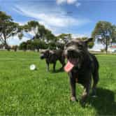 Dog parks