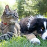 Pet